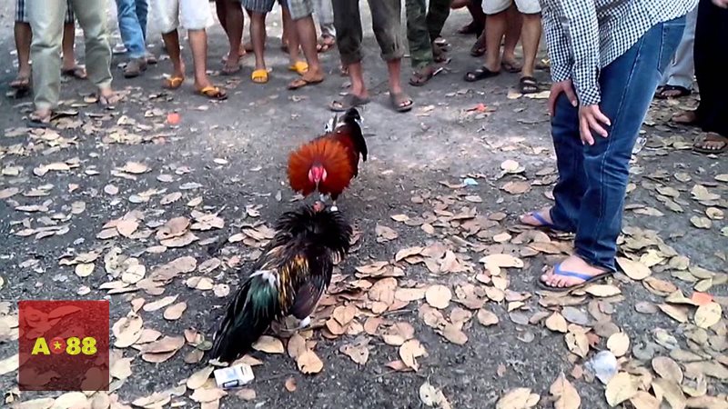 Đá gà AO88 - Cựa dao hấp dẫn ở tốc độ và tính quyết định cao