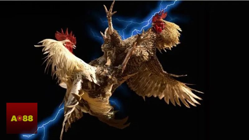 Đá gà đòn - Thể lực và khả năng giữ nhịp qua nhiều hồ