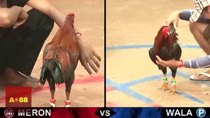 Đá gà AO88 - Giao diện gọn gàng giúp người chơi làm quen nhanh