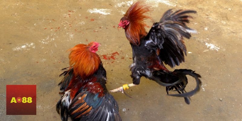 Đá gà đòn - Thiên về đòn thế, sức bền và độ lì đòn