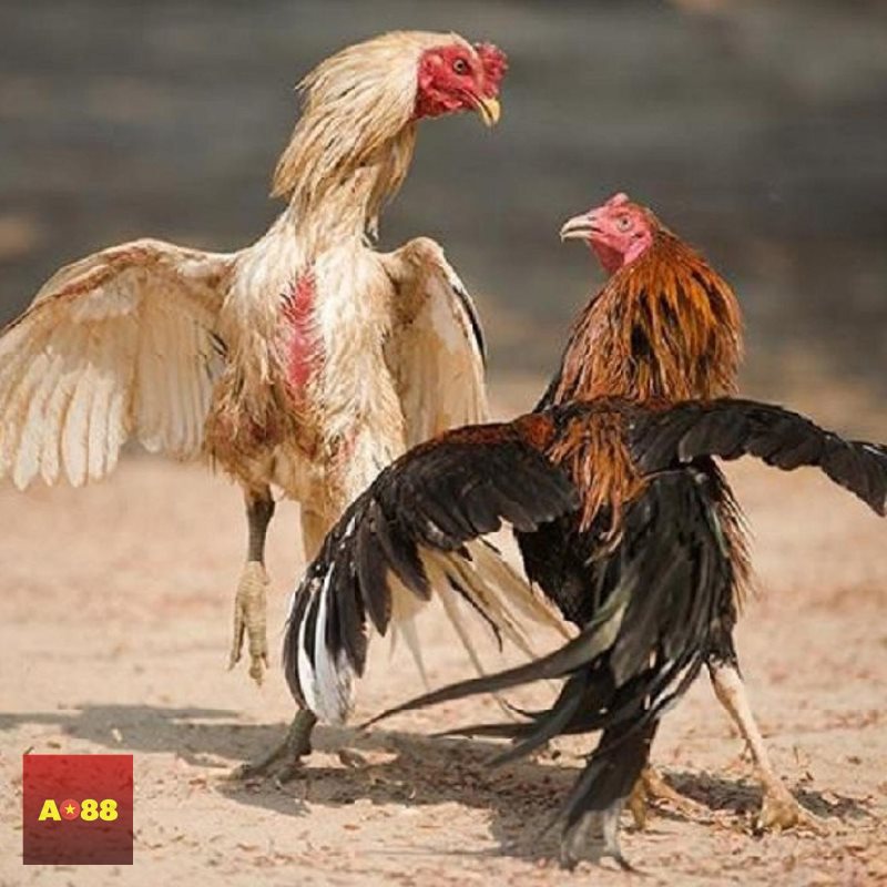 Đá gà AO88